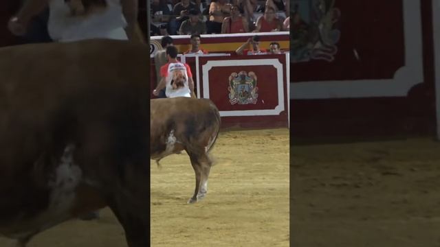 LE DA UN TAVI AL TORO!! #toros #shrots #torospopulares смотреть онлайн