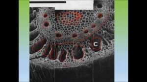 Водоизменение корней. 9 урок по онлайн-кружку по биологии по теме:"Ботаника".