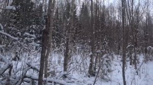 ОХОТА на ЗАЙЦА с РУССКОЙ ГОНЧЕЙ.26.11.24