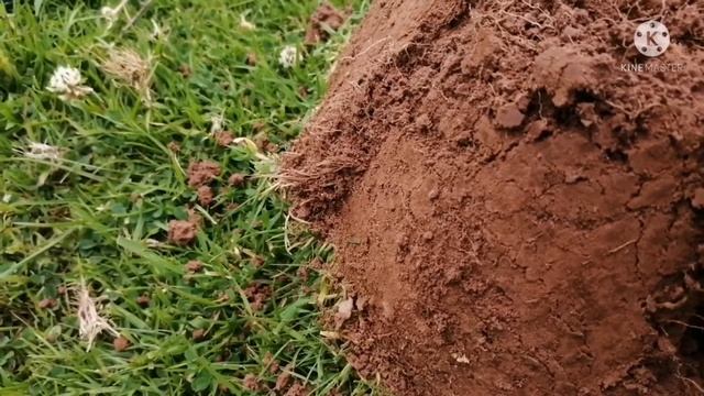 Garrett ATmax / Minelab Equinox 800 / Digging insane amount of coins смотреть онлайн