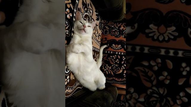 Интересная поза кота! смотреть онлайн