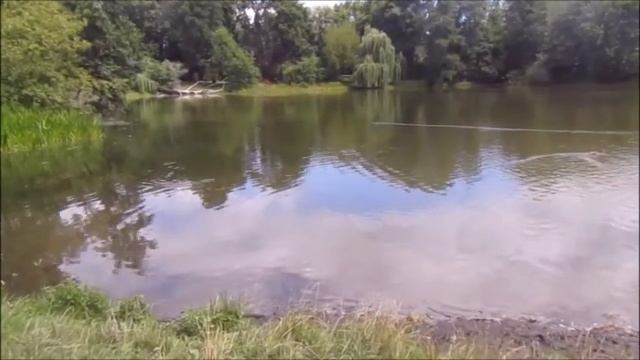 Августовский парк Скарышевский Круги на воде Augustow Park Skaryshevsky Circles on the water смотреть онлайн