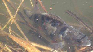 Замор рыбы в пруду. Причины