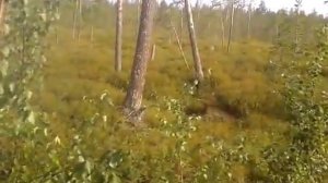 Мишка косолапый