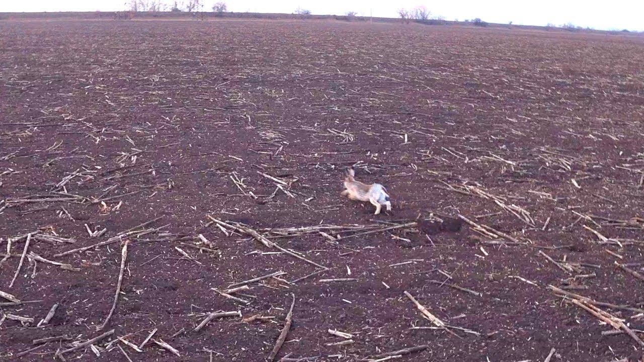 НАГЛЫЕ ЗАЙЦЫ ЛЕЖАТ СТАДОМ !!! смотреть онлайн