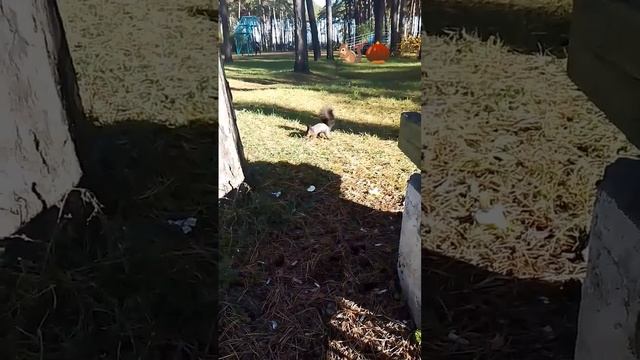 Белка 🐿️ наелась и начала запасы 🌰 на зиму прятать😁 смотреть онлайн