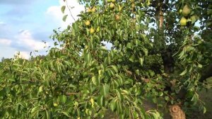 Неприхотливый классический сорт груши КЮРЕ (ВИЛЬЯМС ЗИМНИЙ)