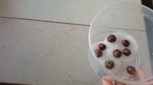 Выращивание адыгейского чая