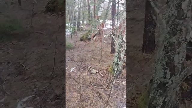 берёзовый сок смотреть онлайн