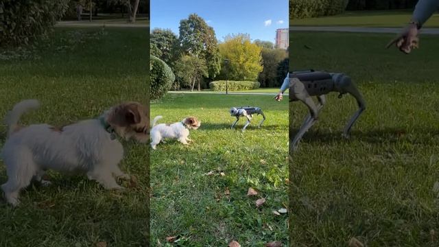 Робот 🤖 Собака 🦮 на дрессировке #робот #robots #приколы #dog #собака смотреть онлайн