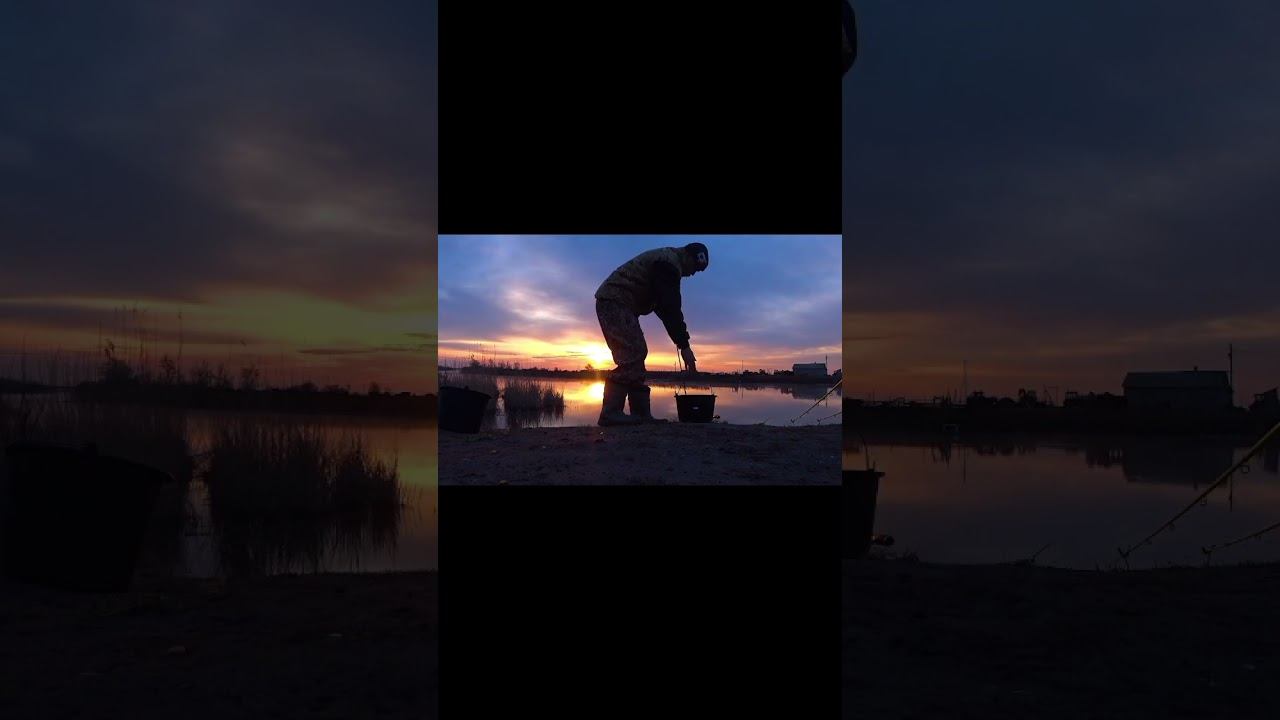 САЗАНЫ,СОМЫ И БОНУС !!!#fishing #рыбалка #carpfishing #carp #fish #карп #природа #shorts #рыба смотреть онлайн