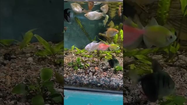 аква смотреть онлайн