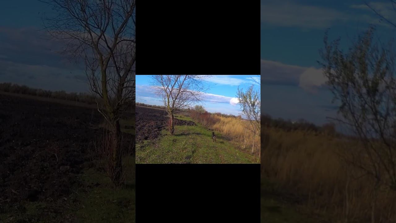 ДОБЫВАЮ С РУЖЬЁМ И БЕЗ!!! #shorts смотреть онлайн