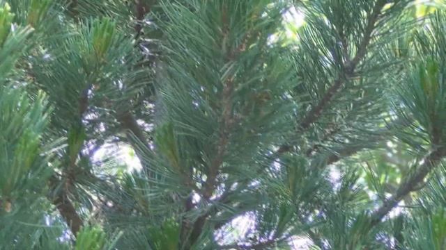Robin Nest in Swiss Stone Pine смотреть онлайн