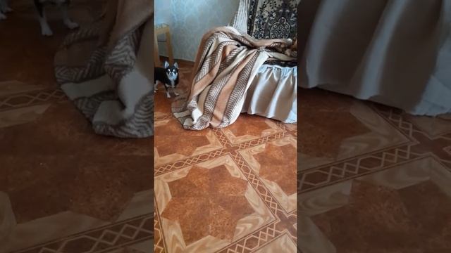 Пуля,кто там спрятался?! Чихуахуа Пулька, шотландская кошка Буня и шиншилла Боцман. 11.05.2022. смотреть онлайн