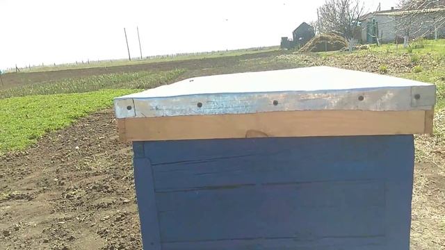 Как пчелы берут подкормку? 30.03.2019 смотреть онлайн