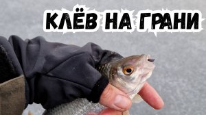 Безмотылка Космос Грань 045 разловлена