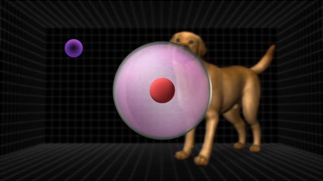 Animal cloning; China clones two monkeys using same technique that made Dolly the Sheep Compilation смотреть онлайн