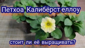 Петхоа Калибёрст еллоу. Мои впечатления о ней.