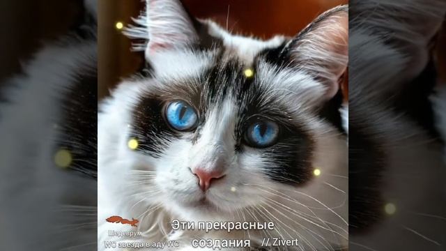 ЭТИ ПРЕКРАСНЫЕ СОЗДАНИЯ / Zivert / 🎶
