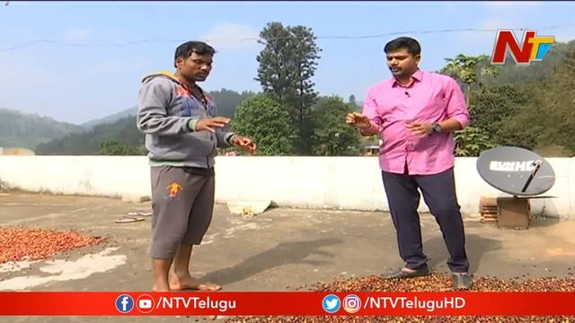 కాఫీ పంట సాగు చేసే విధానం: Special Story On Coffee Cultivation | Idhi Jeevitham | NTV смотреть онлайн
