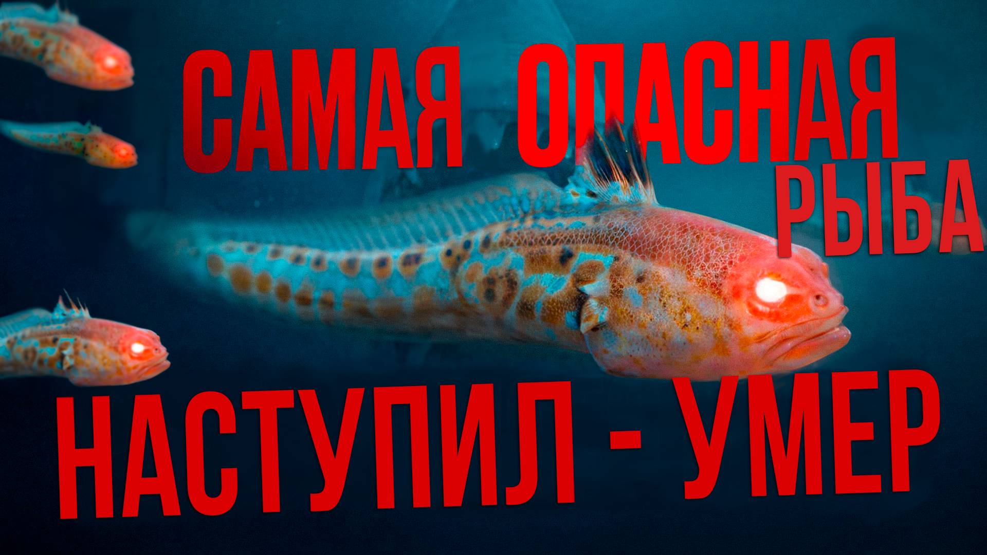 Ядовитый Морской Дракончик на Чёрном море. Что это за рыба? смотреть онлайн