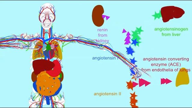 role of coronavirus receptor ACE2 part 2 смотреть онлайн