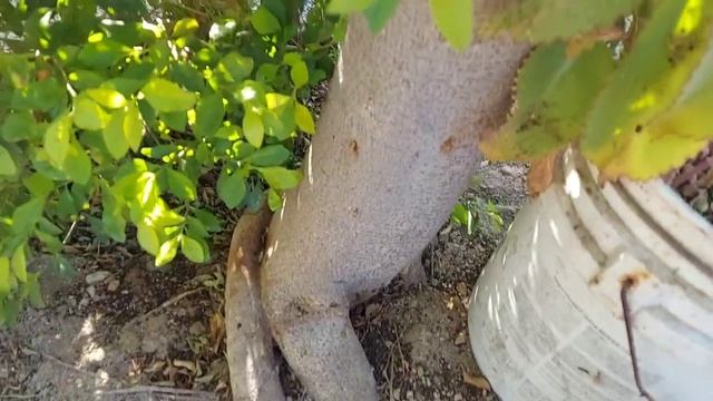 Árboles de sombra | Árbol laurel de la India y Ficus Benjamina, Todo sobre ellos conócelos. смотреть онлайн