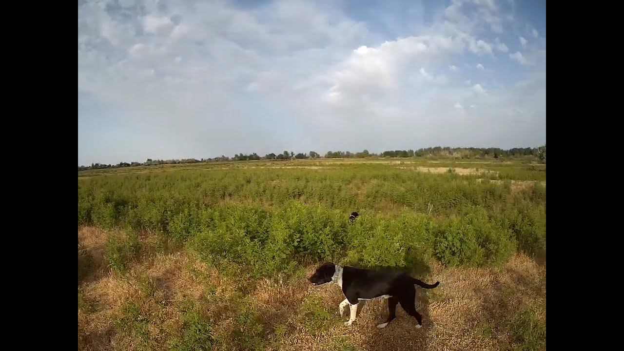 29.05.2024 ЧТО ДЕЛАТЬ? : ЛПХ В ОПАСНОСТИ смотреть онлайн