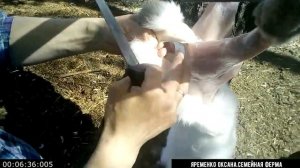 Забой кроликов для чайников. Как я это делаю?