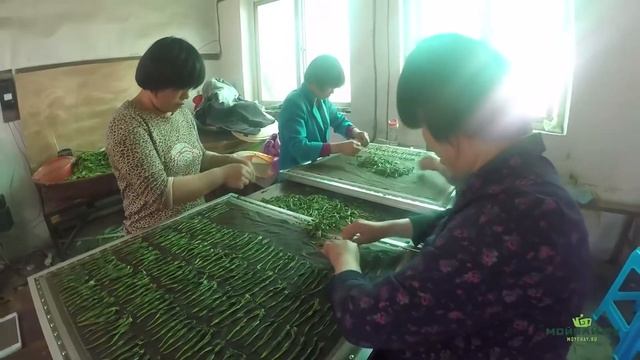 Taiping Houkui. The most unusual green tea in China. смотреть онлайн
