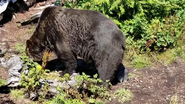 Coola and Grinder on Grouse Mountain смотреть онлайн