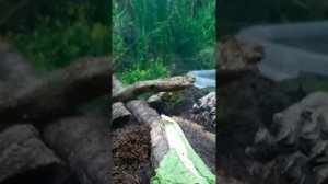 уход за радужным крабом