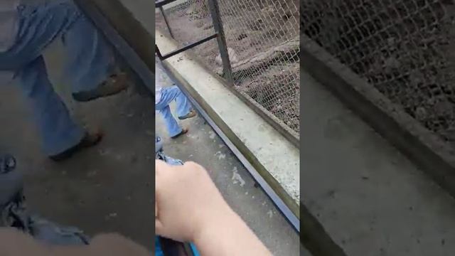 зоопарк МИНСК - Мангуст🦁🐶🐰🐼🐨🐮🦝🐴🦓 смотреть онлайн