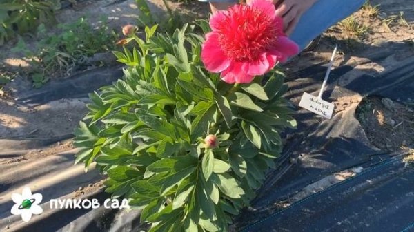 Dutch Dwarf peony