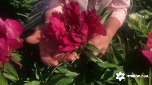 Watermelon wine peony  Уотермелон Уайн пион. Пулков сад (2022 г)