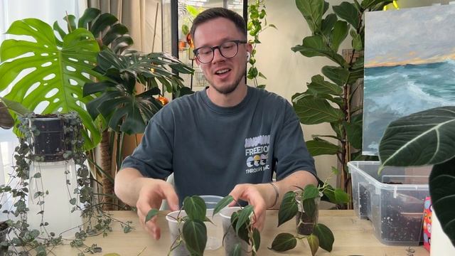 ПЕРЕСАДКА | АНТУРИУМ | ЦЕРОПЕГИЯ | ЭПИПРЕМНУМ | ФИЛОДЕНДРОН. Растения, которые выгонят вас из дома