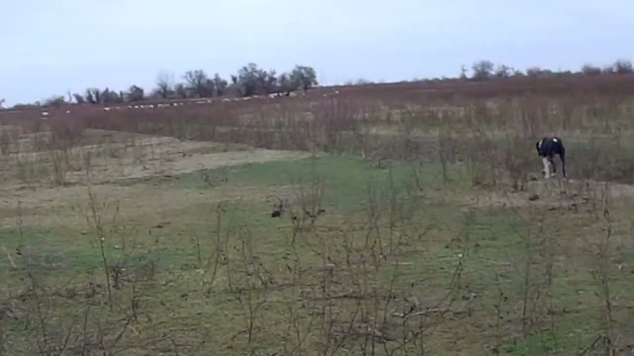 20.11.2023 ЧТО ДЕЛАТЬ? : ЛПХ В ОПАСНОСТИ смотреть онлайн