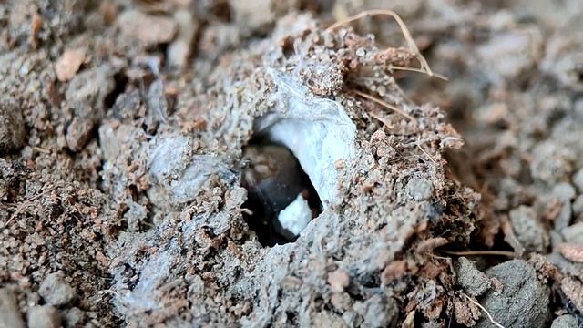 Паук Atypus muralis. Опыт содержания дома смотреть онлайн