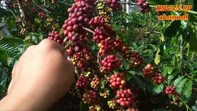 Mengintip cara BRAZIL meningkatkan produksi buah kopi смотреть онлайн