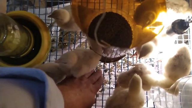 Подготовка к поездке в деревню за детьми. Маленькие планы на будущее. смотреть онлайн