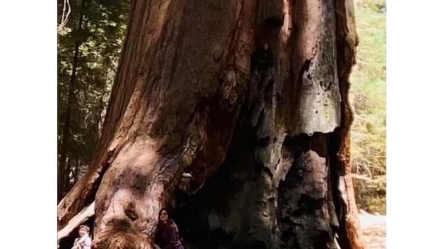 Sequoia 2020 смотреть онлайн