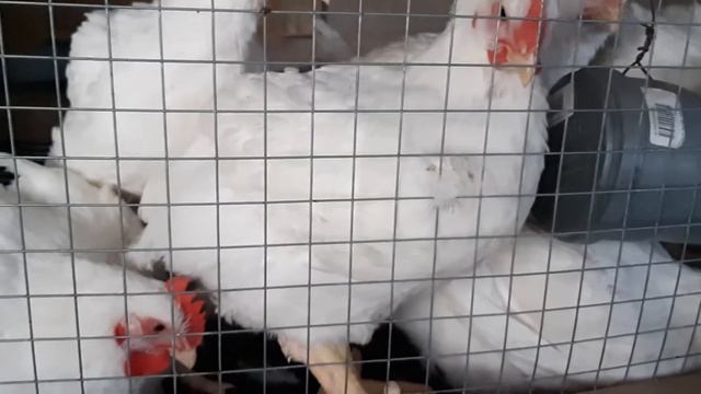 Бешеный рост Бройлера КОББ 500 РОС 308 смотреть онлайн