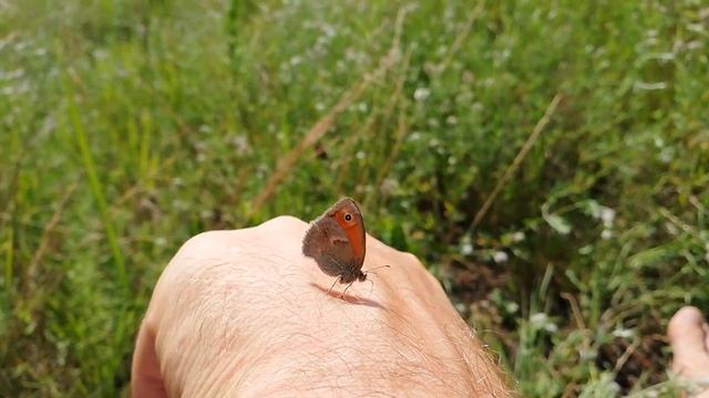 Бабочка села на руку. Красота дикой природы на Долобецком острове в Киеве. 29 июня 2020 г. смотреть онлайн
