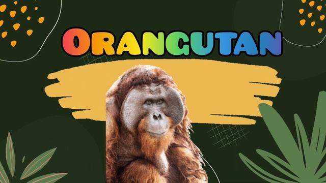 Rainforest Animals For Kids | Rainforest Wildlife Sounds And Jungle Animals For Kids