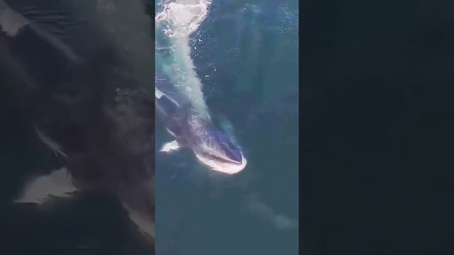 minke whale swallow whale #sea #shorts #fish #foryou смотреть онлайн