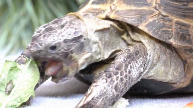 TURTLE EATS CABBAGE / PEPPER LEAF | PEPPER ASMR | Animals Asmr #39
