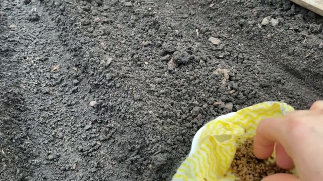 Посейте так морковь, УРОЖАЙ БУДЕТ ОТЛИЧНЫЙ! смотреть онлайн