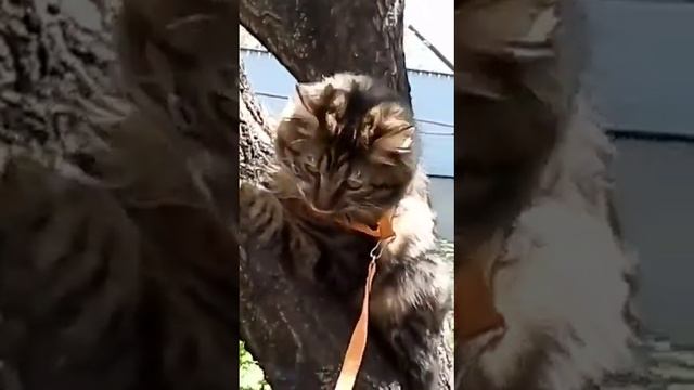 Кошечка-Курильский бобтейл смотреть онлайн