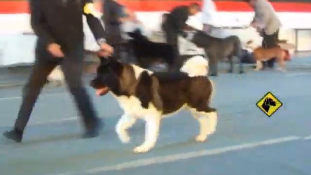 "Perros en acción" La Pampa Kennel Club смотреть онлайн